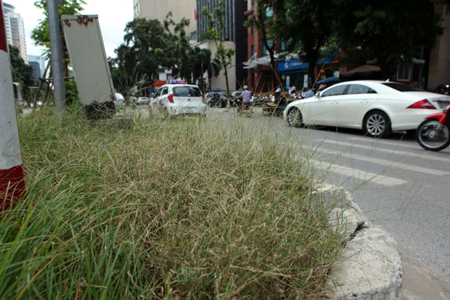 Cỏ dại mọc um tùm, bò xuống lòng đường khắp Thủ đô - 13