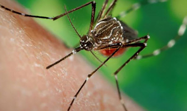 Phát hiện thêm một người Việt Nam nhiễm virus Zika - 1