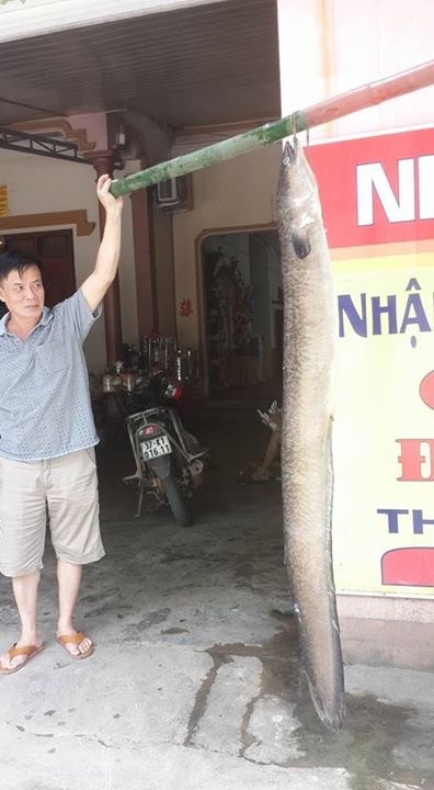 Nông dân Nghệ An bắt được cá chình 'khủng' - 2