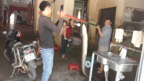 Nông dân Nghệ An bắt được cá chình 'khủng' - 3