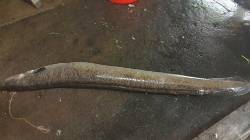 Nông dân Nghệ An bắt được cá chình 'khủng' - 4