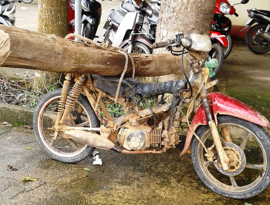 Bị bắn khi chở gỗ về làm chuồng gà? - 3