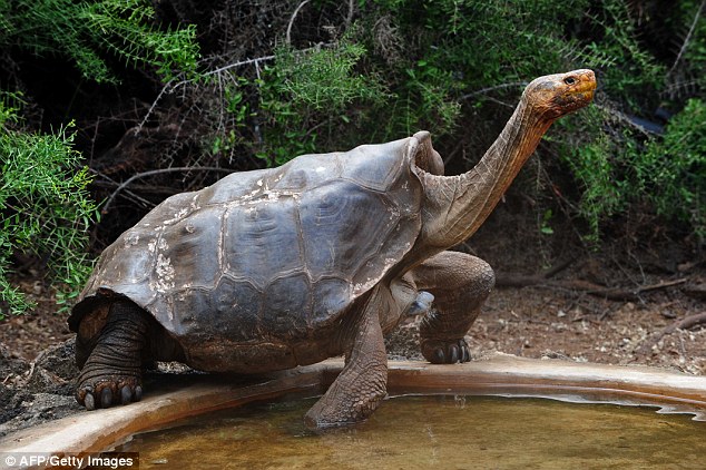 Cụ rùa khổng lồ 100 tuổi đẻ 800 con tràn ngập đảo - 1