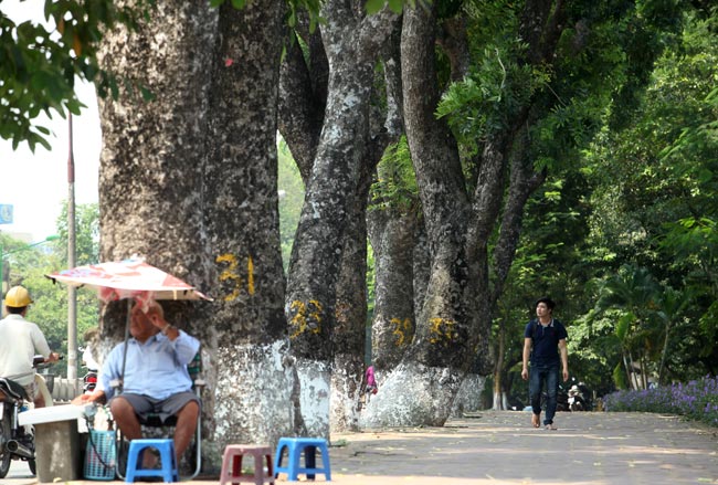 Ngắm những &#34;lão xà cừ&#34; trên đường Kim Mã trước ngày bứng gốc - 9