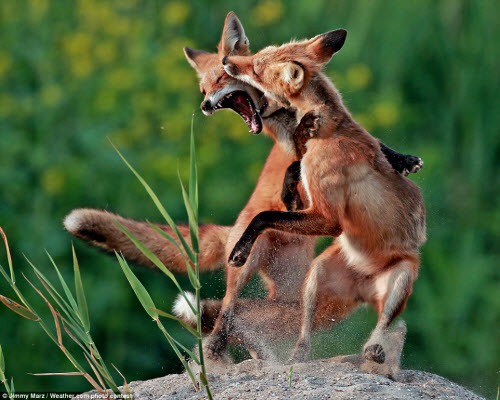 Chiêm ngưỡng những bức ảnh thiên nhiên đẹp nhất năm - 7