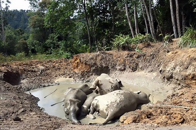 Tính nhầm độ sâu hố bùn, 7 voi lùn chết thảm - 1