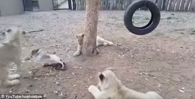 Chó con quyết chiến với 3 sư tử để bảo vệ thức ăn - 1