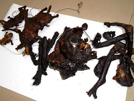 Thoát tội nhờ không giám định được - 2