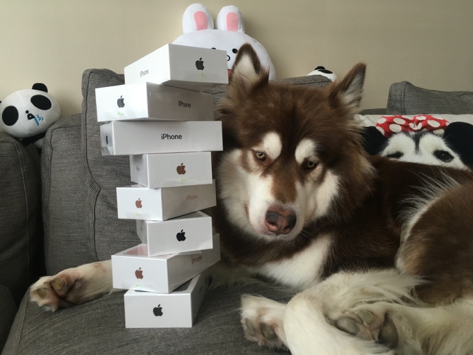 Thiếu gia giàu nhất TQ mua 8 chiếc iPhone 7 cho chó cưng - 1