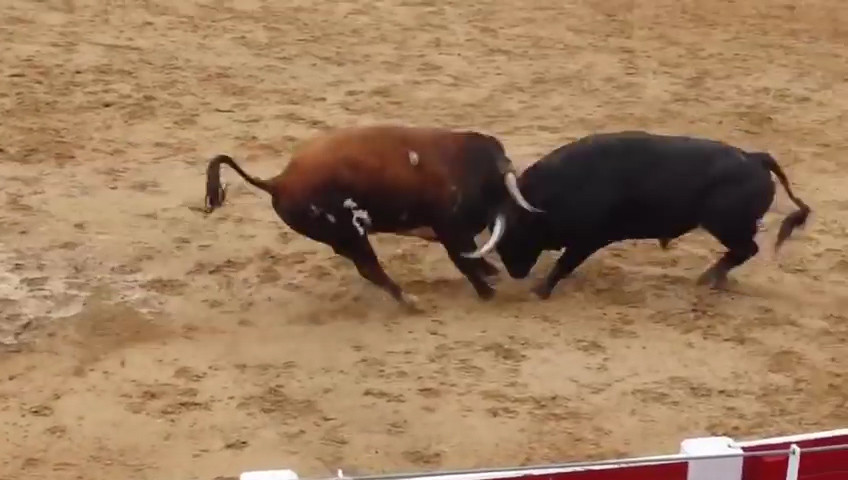 Video: Húc nhau một cú sấm sét, hai bò tót lăn quay chết thẳng cẳng - 1