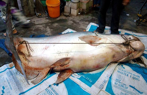 Cận cảnh cá "to như chiếc xuồng" từ miền Tây về Sài Gòn - 2