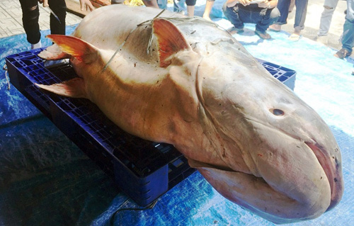 Cận cảnh cá "to như chiếc xuồng" từ miền Tây về Sài Gòn - 1