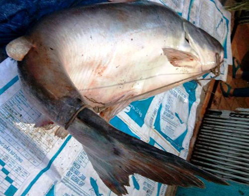 Cận cảnh cá "to như chiếc xuồng" từ miền Tây về Sài Gòn - 3