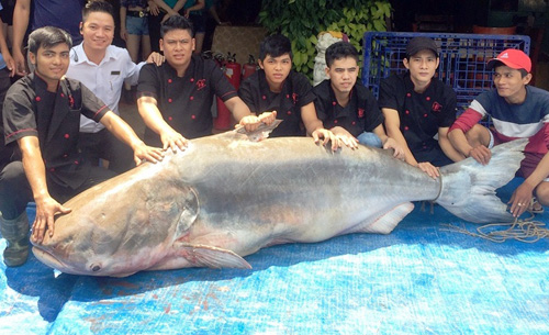 Cận cảnh cá "to như chiếc xuồng" từ miền Tây về Sài Gòn - 8