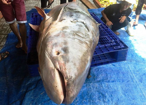 Cận cảnh cá "to như chiếc xuồng" từ miền Tây về Sài Gòn - 7