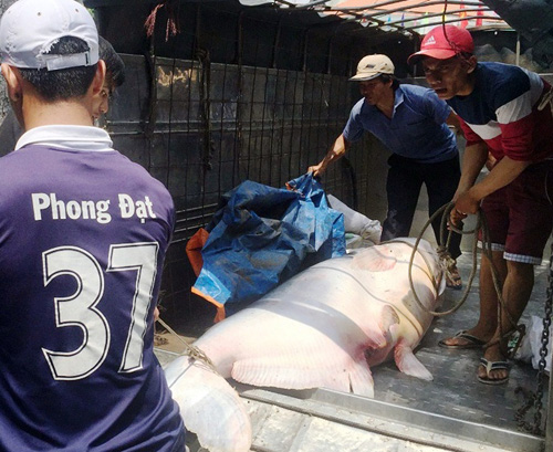 Cận cảnh cá "to như chiếc xuồng" từ miền Tây về Sài Gòn - 4