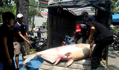 Cận cảnh cá "to như chiếc xuồng" từ miền Tây về Sài Gòn - 5