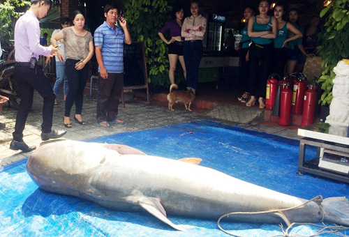 Cận cảnh cá "to như chiếc xuồng" từ miền Tây về Sài Gòn - 6