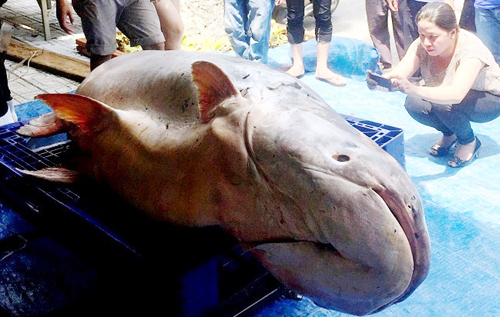 Cận cảnh cá "to như chiếc xuồng" từ miền Tây về Sài Gòn - 9