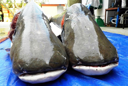 Cận cảnh cá "to như chiếc xuồng" từ miền Tây về Sài Gòn - 10