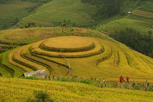 Những triền đồi vàng rực đẹp mê hồn ở Mù Cang Chải - 2