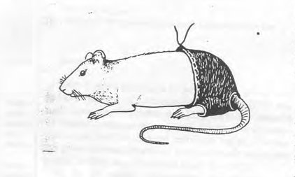 Nghiên cứu đời sống tình dục của chuột đoạt giải Ig Nobel - 1