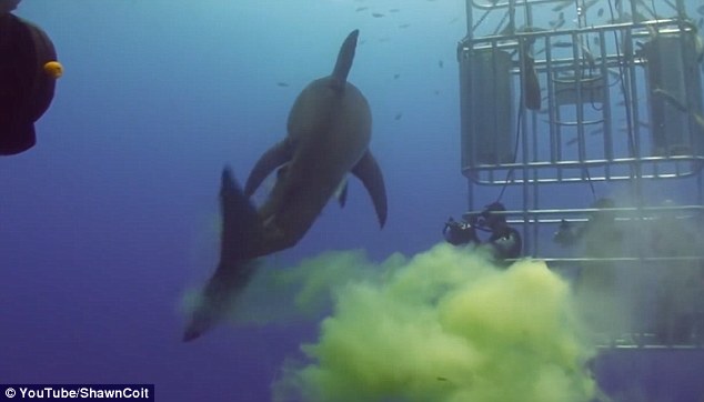 Video: Cá mập &#34;sát thủ đại dương&#34; bất ngờ bĩnh một bãi trước mặt thợ lặn - 1