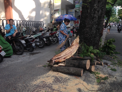 Cây xanh gãy nhánh đè 3 xe máy ở trung tâm Sài Gòn - 3
