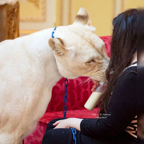 "Tròn mắt" cuộc sống ngập tiền của con nhà giàu Dubai - 14