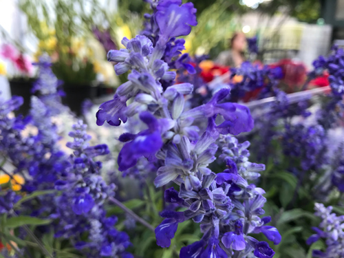 So sánh chi tiết ảnh chụp từ iPhone 7 và Galaxy S7 - 1