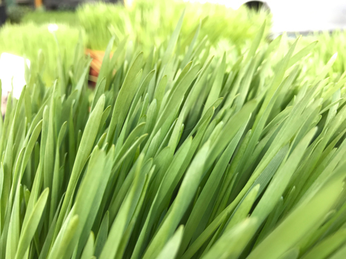 So sánh chi tiết ảnh chụp từ iPhone 7 và Galaxy S7 - 3