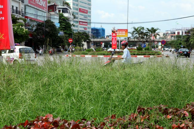 Chủ tịch Hà Nội giải thích việc dừng chi tiền cắt cỏ - 1