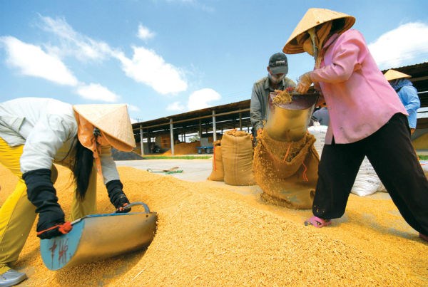 ADB: Nông nghiệp sụt giảm kéo tăng trưởng kinh tế VN xuống 6% - 1