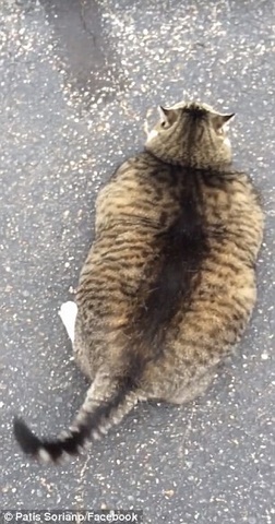 Mèo Mỹ béo phì núng nính cố nằm ngửa mãi không được - 1