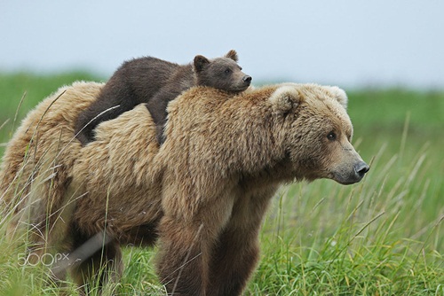 Học hỏi được gì từ cách dạy con của loài gấu - 1