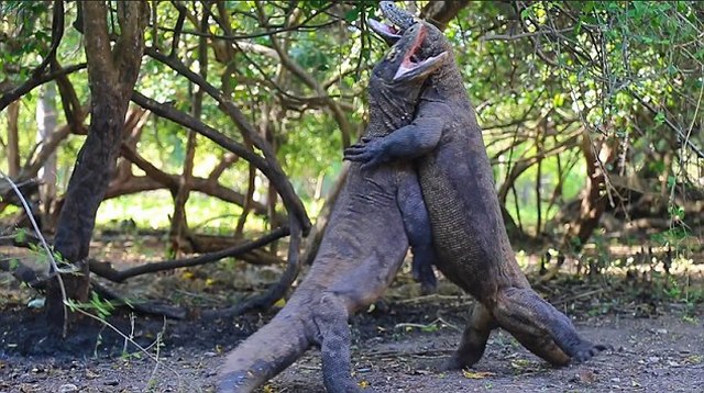 Video: Cặp rồng komodo gần 1 tạ hỗn chiến nảy lửa - 3