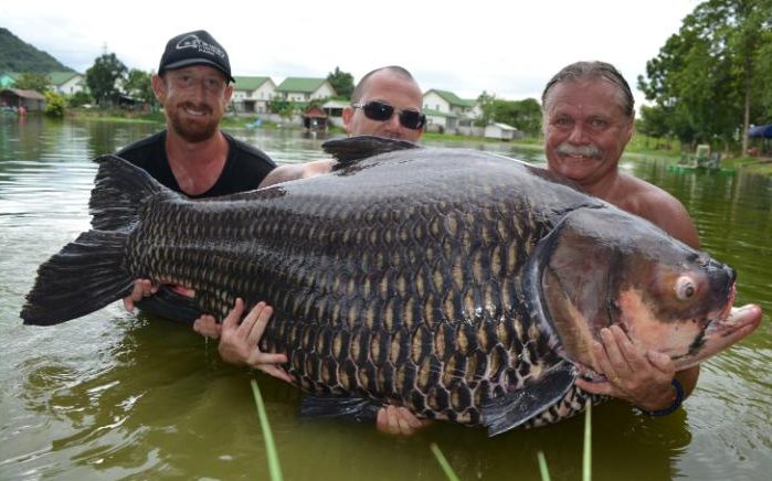 Câu được cá chép khổng lồ nặng nhất thế giới ở Thái Lan - 1