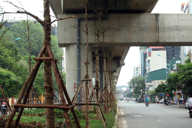 Vì sao Hà Nội trồng cây xanh dưới gầm đường sắt? - 2