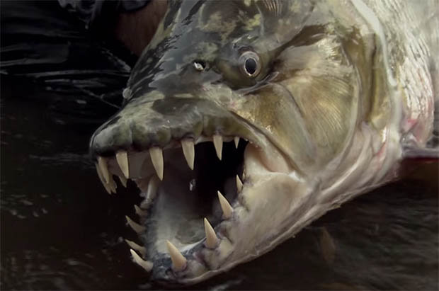 Bắt cá hổ khổng lồ ăn thịt được cá sấu ở Congo - 1
