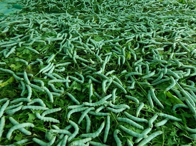 Loài sâu nhìn phát kinh nhưng ai cũng thích vì cho lãi khá - 2