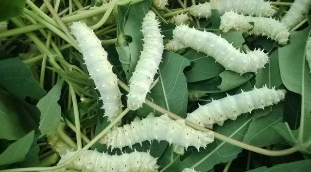 Loài sâu nhìn phát kinh nhưng ai cũng thích vì cho lãi khá - 6