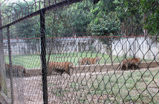 Nuôi nhốt 11 con hổ hoang dã giữa khu dân cư - 1