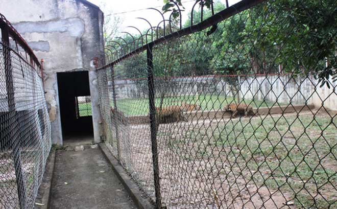 Cận cảnh đàn hổ dữ nuôi nhốt trái phép ở Thanh Hóa - 3