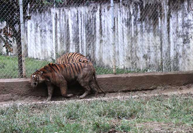 Cận cảnh đàn hổ dữ nuôi nhốt trái phép ở Thanh Hóa - 5