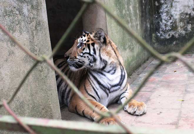 Cận cảnh đàn hổ dữ nuôi nhốt trái phép ở Thanh Hóa - 6