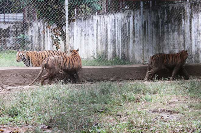 Cận cảnh đàn hổ dữ nuôi nhốt trái phép ở Thanh Hóa - 7