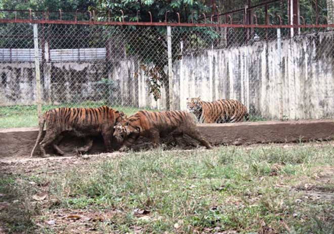 Cận cảnh đàn hổ dữ nuôi nhốt trái phép ở Thanh Hóa - 8