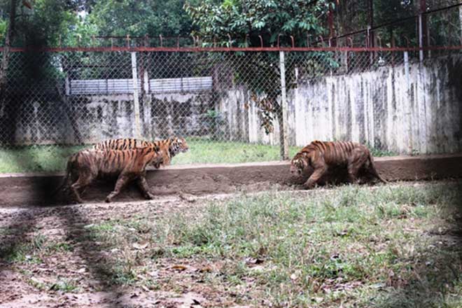 Cận cảnh đàn hổ dữ nuôi nhốt trái phép ở Thanh Hóa - 9