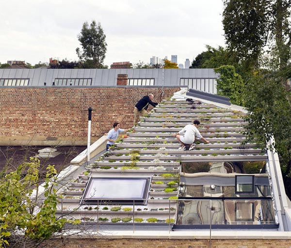 Không phải núi, ở thành phố cũng có "vườn bậc thang" trên mái - 9