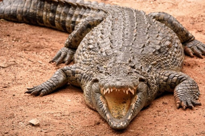 Con cá sấu giết, ăn thịt 300 người, khiếp sợ nhất thế giới - 1